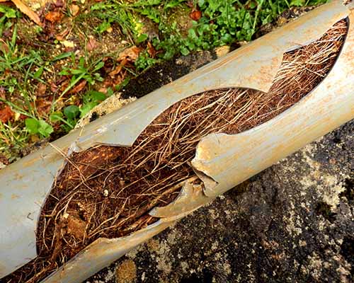 Korenje drveća probija kanalizacionu cev
